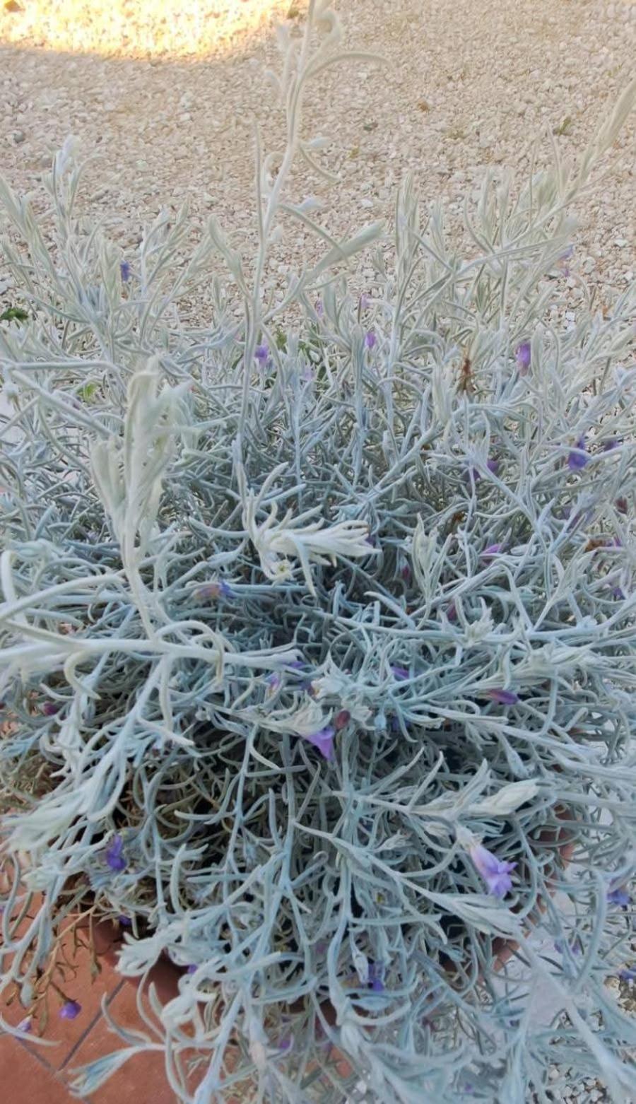 Agriturismo Maremma Amara Сатурнія Екстер'єр фото