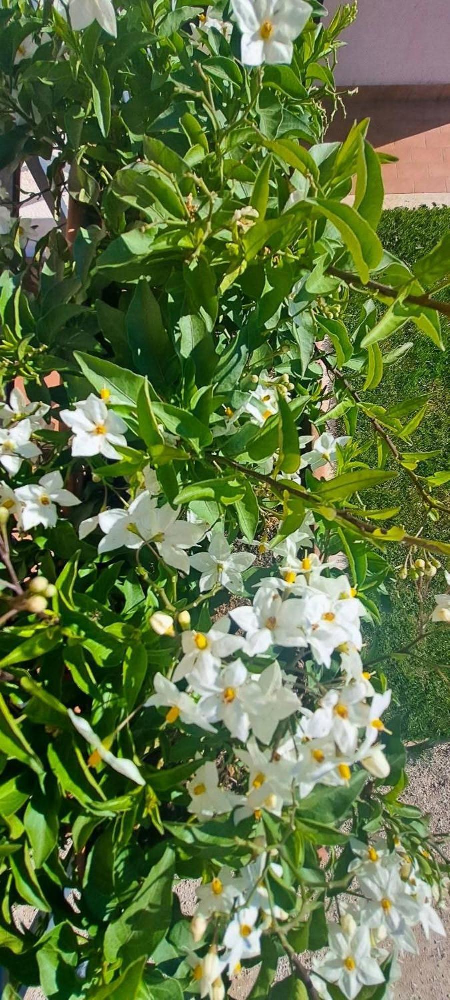Agriturismo Maremma Amara Сатурнія Екстер'єр фото